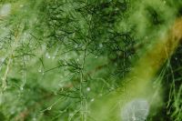 Kaboompics - Dew-Covered Tamarisk Branches Against a Soft Green Background