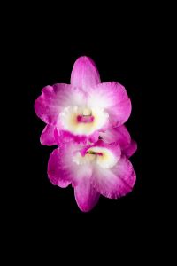 Kaboompics - Pink Orchid Flower Duo Isolated On Black Background