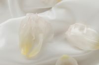 Kaboompics - White Flower Petals Scattered Across Draped Fabric Background