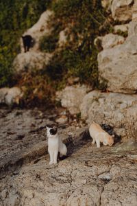 Kaboompics - Two Cats Exploring a Rocky Coastal Ledge