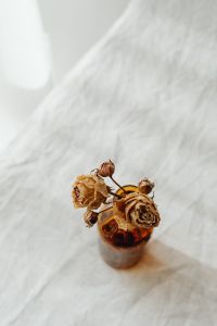 Kaboompics - Close-Up Dried Roses in Amber Glass for Warm Botanical Product Photography