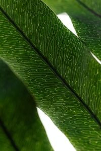 Kaboompics - Green Leaf Macro Pattern Backlit Botanical Texture Detail