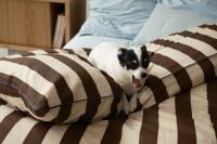 Kaboompics - Small Black and White Dog Sitting on Cozy Bed