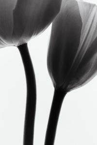 Kaboompics - Backlit Tulip Stems Minimal Black And White Botanical Detail