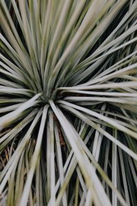 Kaboompics - Radiating Yucca Leaves Forming a Spiky Plant Pattern