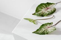 Kaboompics - Pink-Veined Caladium Leaves on White Geometric Surfaces