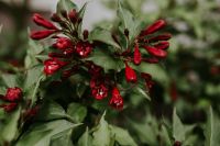 Kaboompics - Close-ups of flowers, leaves and fruit on branches