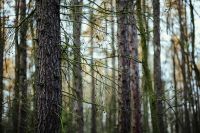 Kaboompics - Tall Tree Trunks in a Quiet Autumn Woodland