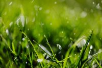 Kaboompics - Overlapping Grass Blades with Bright Bokeh, Textured Fresh Spring Lawn Macro
