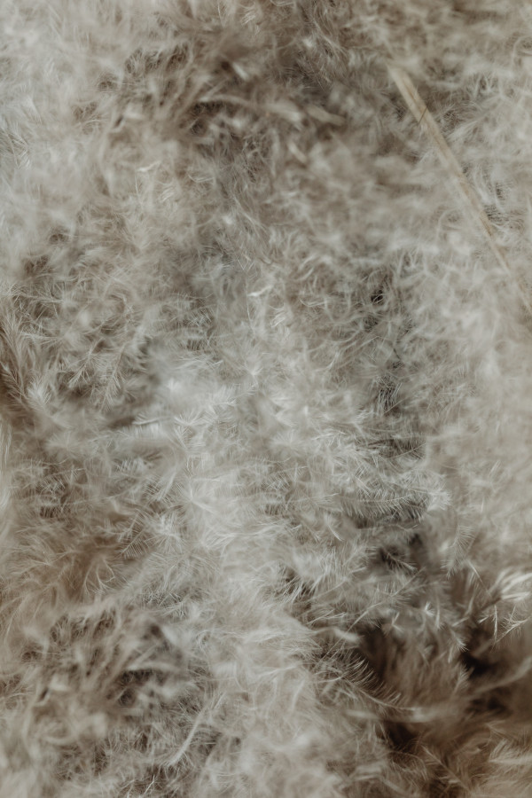 Single Speckled Feather on Neutral Linen Background. Ideal for quail ...