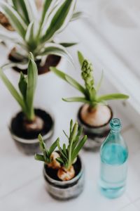Kaboompics - Spring Bulb Arrangement in Glass Jars with Turquoise Bottle