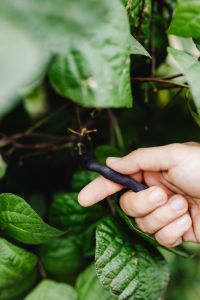 Kaboompics - Single Purple Bean Pod Held Against Garden Foliage