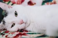 Kaboompics - Essential element to support a wall unit - the cat