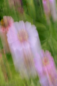 Kaboompics - Pale Pink Flower with Painterly Motion Blur