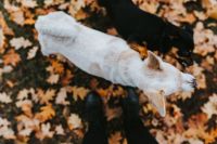 Kaboompics - Autumn walk with dogs