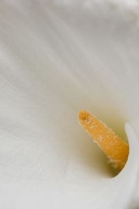 Kaboompics - White Lily Stamen Macro with Soft Textured Background and Copy Space