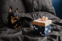 Kaboompics - Small Dog Sitting beside a Blue Christmas Gift Box