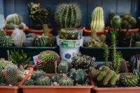 Kaboompics - Mixed Cacti and Succulents in a Terracotta Tray, Close-Up