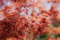 Kaboompics - Japanese Maple Foliage with Warm Red Garden Tones