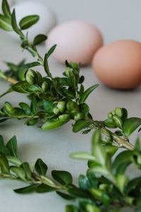 Kaboompics - Close-Up Boxwood Foliage in Focus with Softly Blurred Eggs, Spring Table Styling