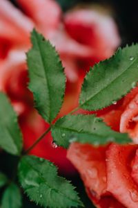 Kaboompics - Vertical Close-Up of a Coral Rose With Green Leaves