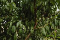 Kaboompics - Long Green Leaves on Fruit Tree
