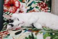 Kaboompics - Essential element to support a wall unit - the cat
