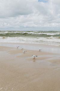 Kaboompics - Seagulls over a Sandy Beach
