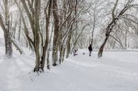 Kaboompics - Person Walking a Dog Along a Snowy Path Between Bare Trees