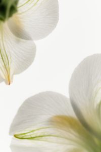 Kaboompics - Soft-Focus White Flower Petals with Veined Texture for a High-Key Botanical Background