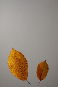 Kaboompics - Golden Dried Leaves Rising Against a Minimal Gray Background