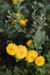 Kaboompics - Yellow Chrysanthemum Flowers With Silvery Green Foliage