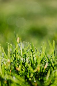 Kaboompics - Minimal Soft Green Bokeh with Faint Grass Stems, Spring Nature Background