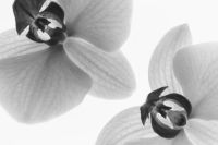 Kaboompics - Black And White Orchid Macro With High Key Lighting