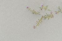 Kaboompics - Purple Coastal Wildflowers Scattered Across Pale Sand, Minimal Copy Space Background