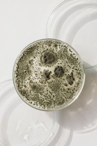 Kaboompics - Overhead Petri Dish with Green Mold Colonies
