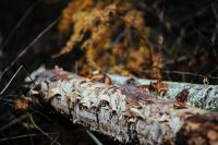Kaboompics - Pale-Barked Fallen Log with Textured Bark in Woodland