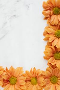 Kaboompics - Orange Chrysanthemums Along the Edge of Marble Background