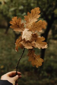 Kaboompics - Hand Holding a Branch of Dry Oak Leaves