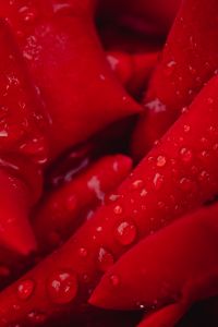 Kaboompics - Red Floral Macro Background with Water Droplets