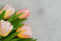 Kaboompics - Pink and Yellow Tulips on Gray Plaster with Copy Space for Spring Invitations