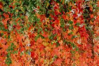 Kaboompics - Colorful vines leaves in the park