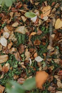 Kaboompics - Mixed Autumn Leaf Litter Creating a Natural Texture