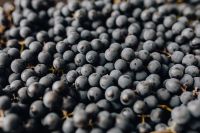 Kaboompics - Ripe Black Grapes With Natural Stems