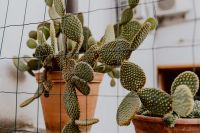 Kaboompics - Opuntia in a ceramic pot