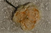 Kaboompics - Dewy Cream Petals Behind Water-Dappled Glass, Horizontal Abstract Flower Background