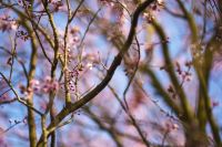 Kaboompics - Thin Spring Branches with Pink Flower Buds Against Blue Sky
