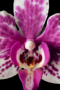 Kaboompics - Spotted Orchid Macro Center Detail Pink And White