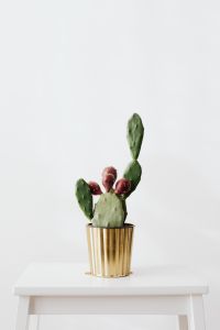 Kaboompics - Green Opuntia Cactus in a Minimal Plant Pot