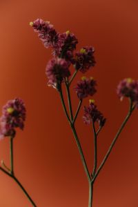 Soft Macro Flower Photography in Orange Tones